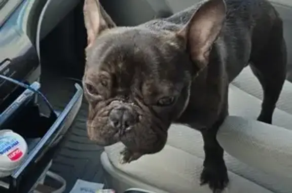 Lost Frenchie on Park Trail Dr - Help Find!