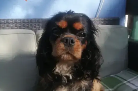 Chien perdu Marckolsheim, photo : Sally