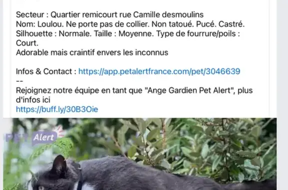 Animaux perdus Saint-Quentin, photo: Chat perdu: Petit, poilu, craintif