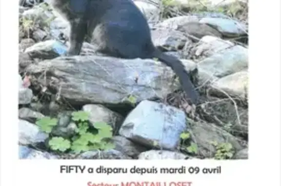 Chat gris perdu - Montailleur - photo