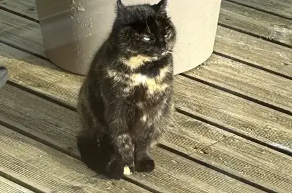 Chat docile trouvé à Adainville - photo