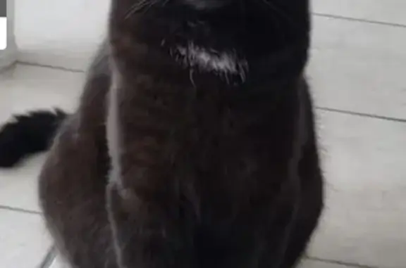 Chat perdu, Rillieux-la-Pape, photo: Chat noir perdu, tatoué, Rillieux