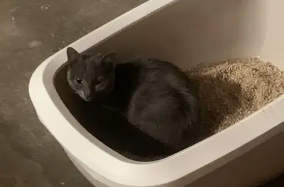 Chaton gris perdu au Passage - photo