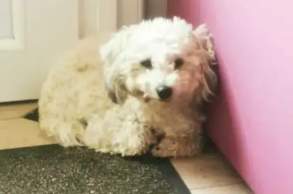 Chien perdu Douzy, photo : SCAMPI, Coton blanc perdu à Douzy