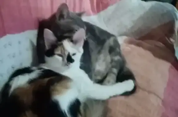 Animaux perdus Moulins, photo: Gribouille, chat tricolore perdu