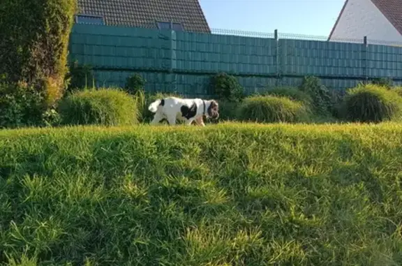 Animaux trouvés , photo: Chien cocker perdu à Saint-Nicolas