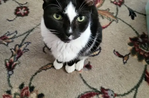 Lost Tuxedo Cat: Diamond Forehead - Ridley