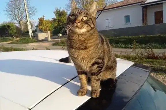Chat perdu, Sauveterre-de-Béarn, photo: Chatte Papuche Disparue à Sauveterre
