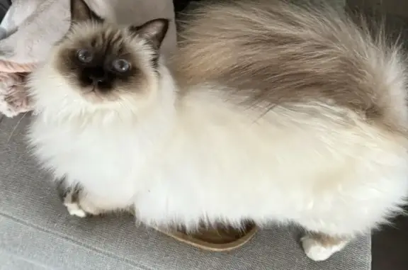 Animaux perdus Béziers, photo: Chat Sacré de Birmanie perdu à Béziers