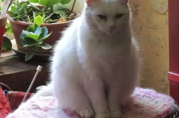 Chat perdu, La Grande-Motte, photo: Chat bicolore Gospel disparu