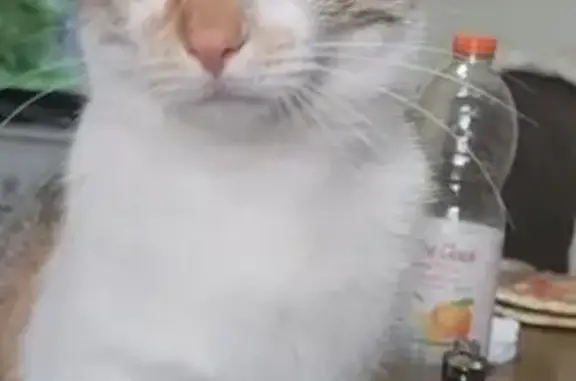Chat perdu, Bourgogne-Franche-Comté, photo: Chatte Lilas enceinte perdue à Luzy