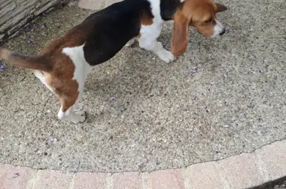 Beagle trouvé à Civray-de-Touraine - photo