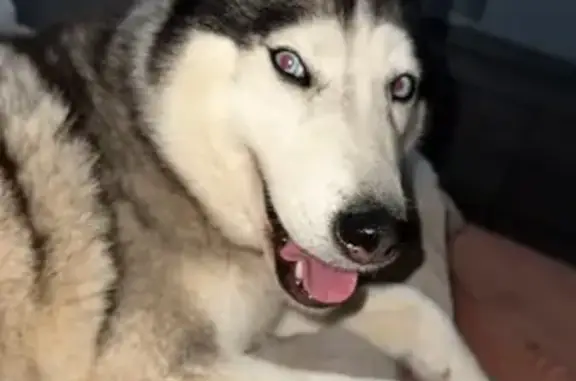 Lost Husky Gypsy in Athens - Help Find Her!