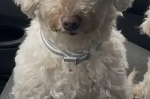 Lost Toy Poodle - Cream, Small, Collared!