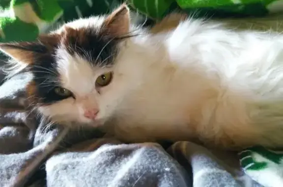 Chatte bicolore perdue - Ambérieu - photo