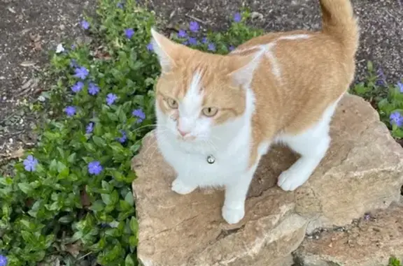 Lost Sweet Orange Cat - Reward! Call Now!