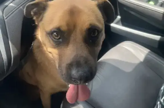 Found Neutered Pup in Homestead, FL - Help!