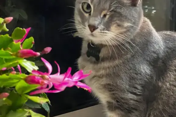 Animaux perdus , photo: Chat gris un œil perdu à Valence