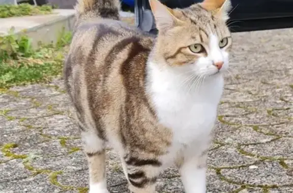 Chat trouvé Thoiry, photo: Chat trouvé à Thoiry, sans collier
