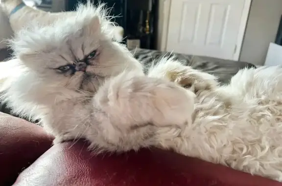 Lost Persian Cat: Help Find Walter White!