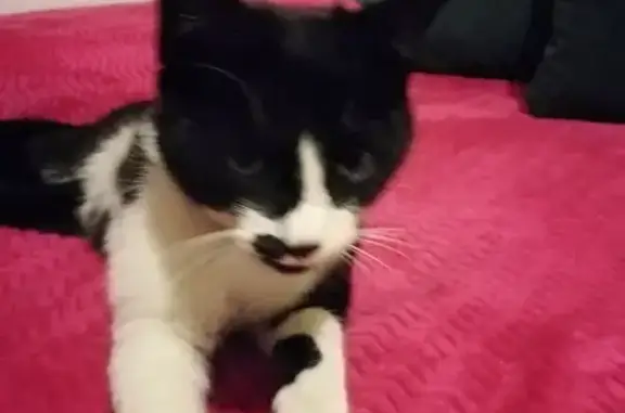 Animaux trouvés Marseille Bompard, photo: Chat noir et blanc perdu à Marseille