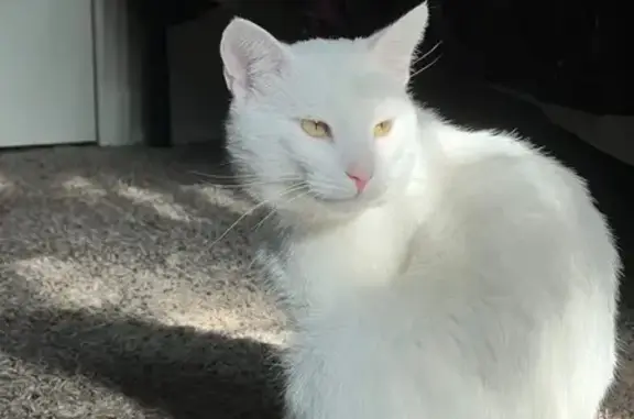 Lost White Cat, Yellow Eyes - 4951 Murray Blvd