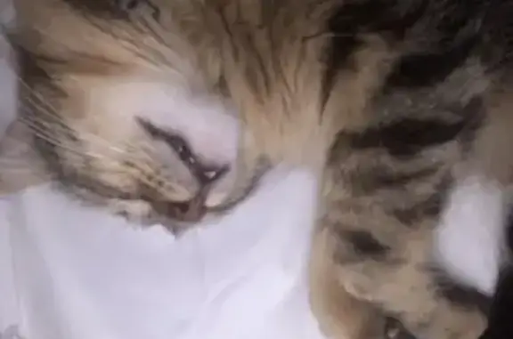 Animaux perdus Grenoble, photo: Chat Vanest perdu à Grenoble
