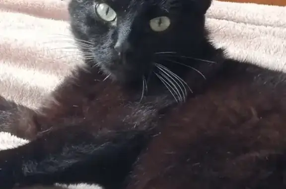 Animaux perdus Beaulon, photo: Simba, chat noir perdu à Beaulon