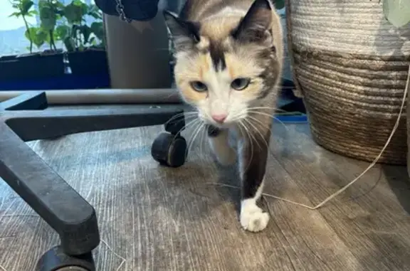 Chat câlin trouvé à Fondettes - photo