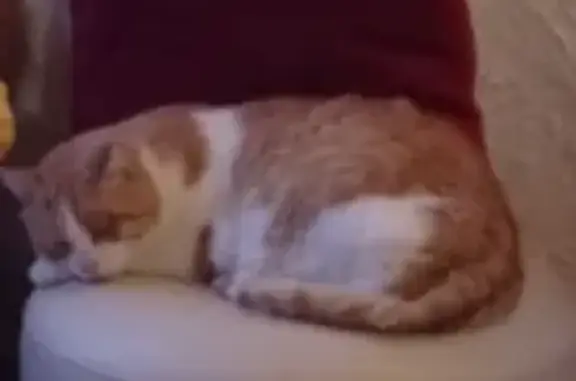 Chat perdu, Eurre, photo: Chat roux et blanc perdu: Canelou