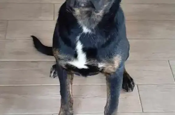 Animaux perdus , photo: Chien Utah perdu à Yvetot-Bocage