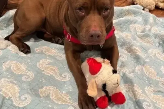 Found: Gentle Brown Pit Bull i...