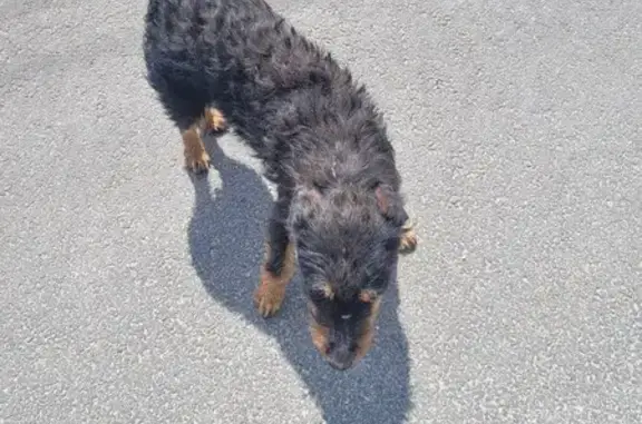 Chien noir blessé trouvé à Beaumont - photo