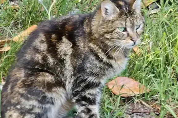 Chatte Bella perdue, Veyrac - photo