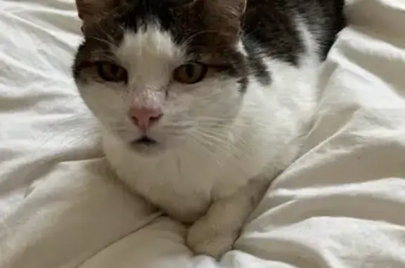 Chatte gestante trouvée à Valdoie - photo