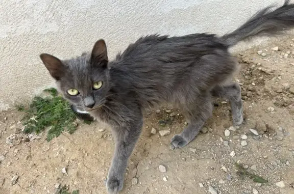 Chat perdu à Gignac retrouvé - photo