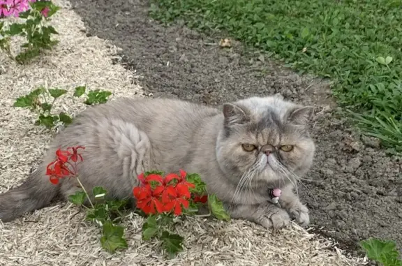 Animaux perdus , photo: Chat crème perdu, Bougarber 5