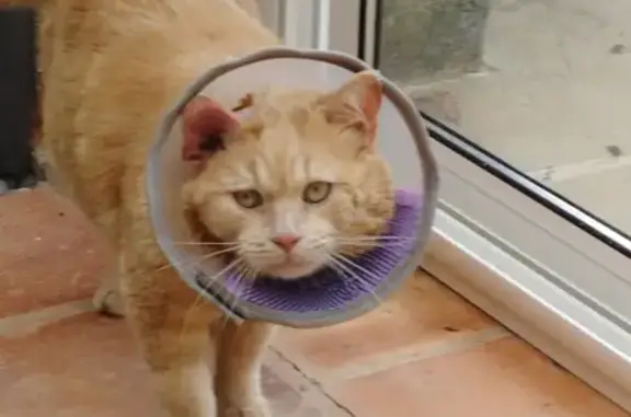 Chat mâle câlin sans puce trouvé - photo