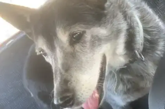 Chienne âgée perdue à Peyssies - photo
