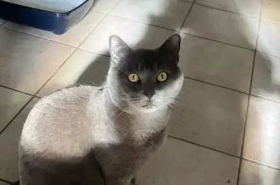 Animaux perdus , photo: Mitsu, chat gris aux yeux jaunes, perdu