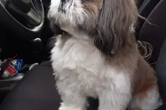Chien perdu près de l'étang de St-Ay - photo