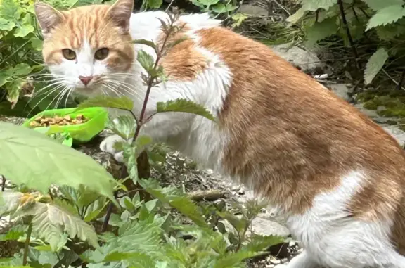 Chat roux et blanc trouvé à Paris - photo