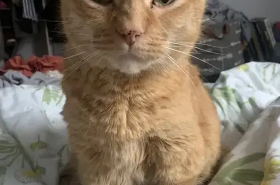 Lost Orange Male Cat - West Grand Ave, Chicago!