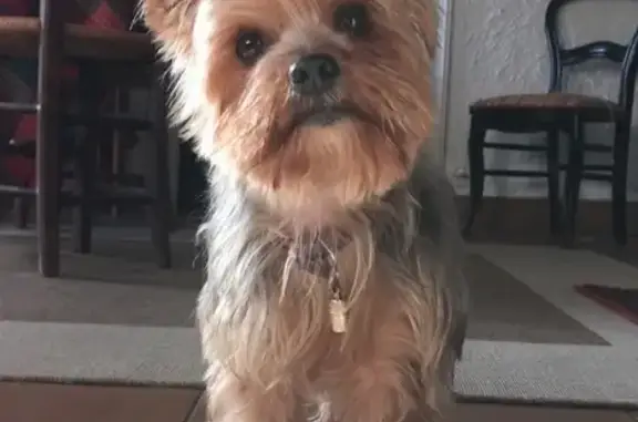 Chien perdu Nouvoitou, photo : Yorkshire 10 ans perdu - Le Cautelay