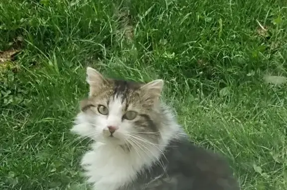 Chat écaille trouvé à Saint-Jorioz - photo