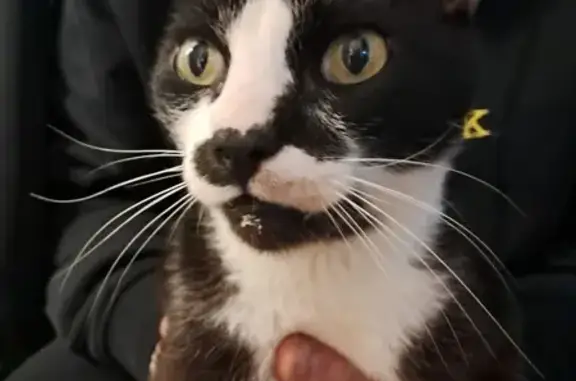 Animaux trouvés Reims, photo: Chatte bicolore unieure retrouvée