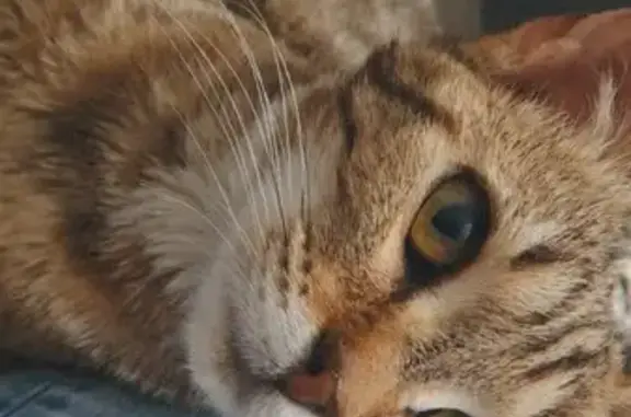Chatte grise maigre trouvée à Chartres - photo