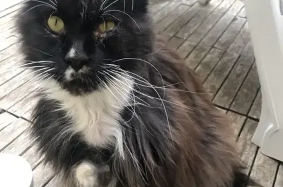 Maine Coon perdu: œil infecté - photo