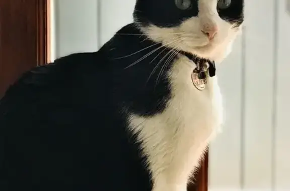 Animaux perdus Agen, photo: Chat O'Maley noir et blanc perdu