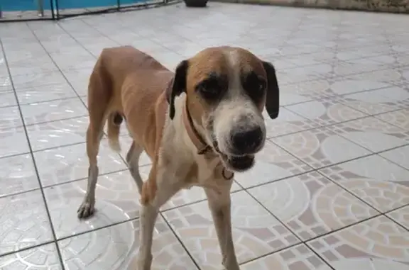 Chien perdu à Balata retrouvé - photo